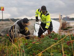 Staran työntekijöitä poistamassa kurtturuusua saaressa