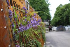 Mannerheimintien työmaan yhteydessä olevia viherseiniä