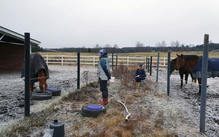Forskare observerar hästar i en hage under ett inlärningstest vid Helsingfors universitet.