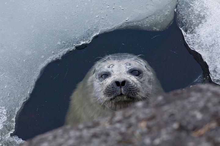 WWF tuo esille monipuolisesti veneilijöitäkin koskevia teemoja, joita ovat muun muassa Itämeri, uhanalaisten kalojen suojelu, norpat ja öljyntorjunta.