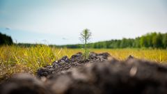 Uuden metsän istuttaminen.