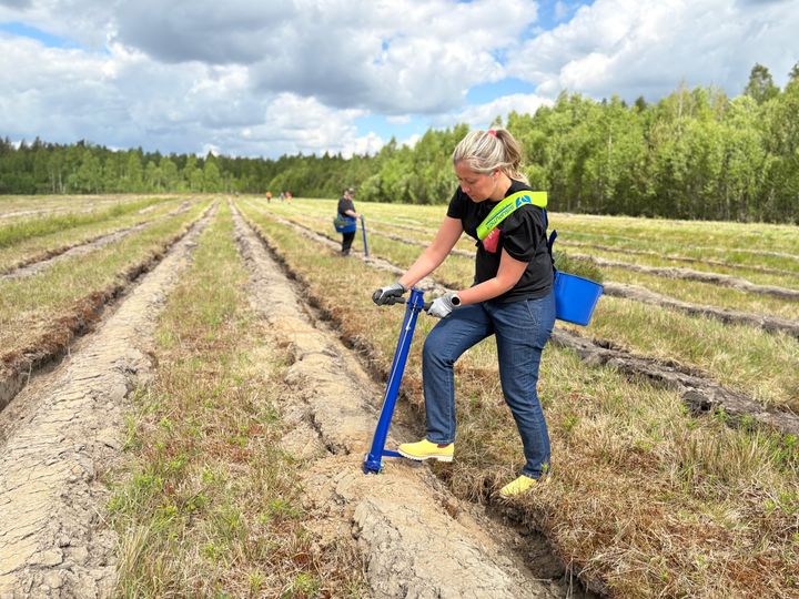 Kesäkuun 2026 alussa Kankaanpäähän istutettiin yhteensä yli 16 000 taimea entiselle viljelystä poistuneelle turvepeltoalueelle.