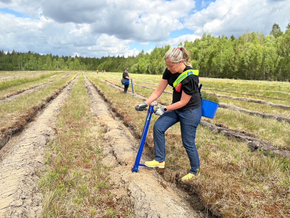 Kesäkuun 2026 alussa Kankaanpäähän istutettiin yhteensä yli 16 000 taimea entiselle viljelystä poistuneelle turvepeltoalueelle. Hesburger