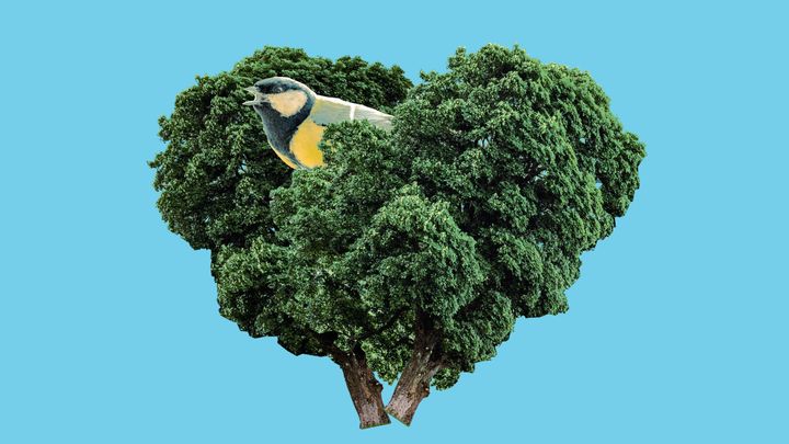 Kuvituskuva, jossa vaaleansinisellä pohjalla on kaksi puun latvusta muodostaen yhdessä sydämenmuotoisen latvuksen, jonka syleilyssä on talitintti.