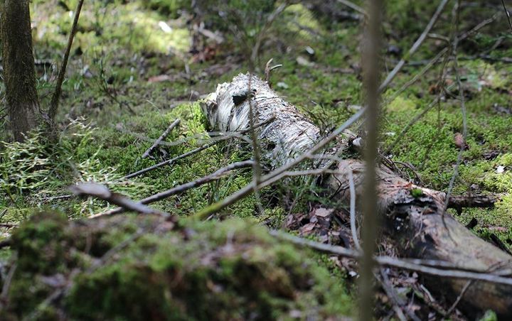 Lahopuu on tärkeä osa monimuotoista metsää.