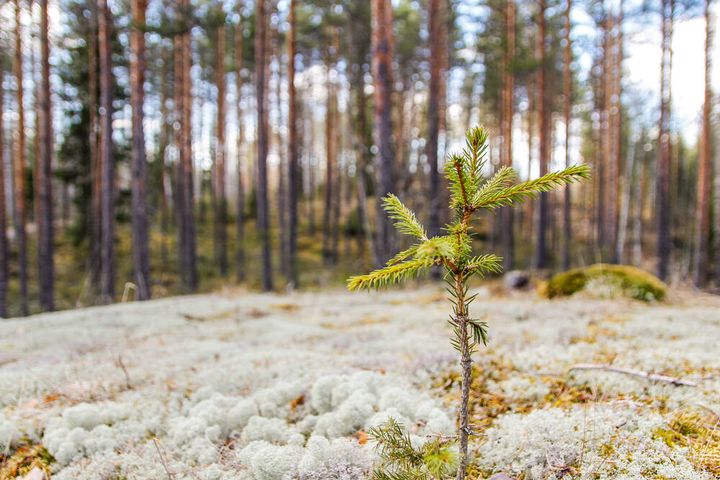 kuusentaimi kasvaa jäkälän vieressä