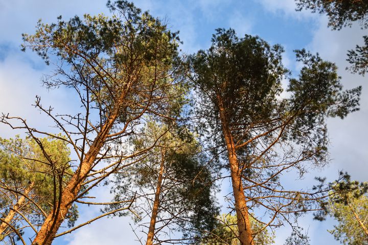 MTK näkee metsäkorvauspykälän välttämättömänä. Kuvituskuva.