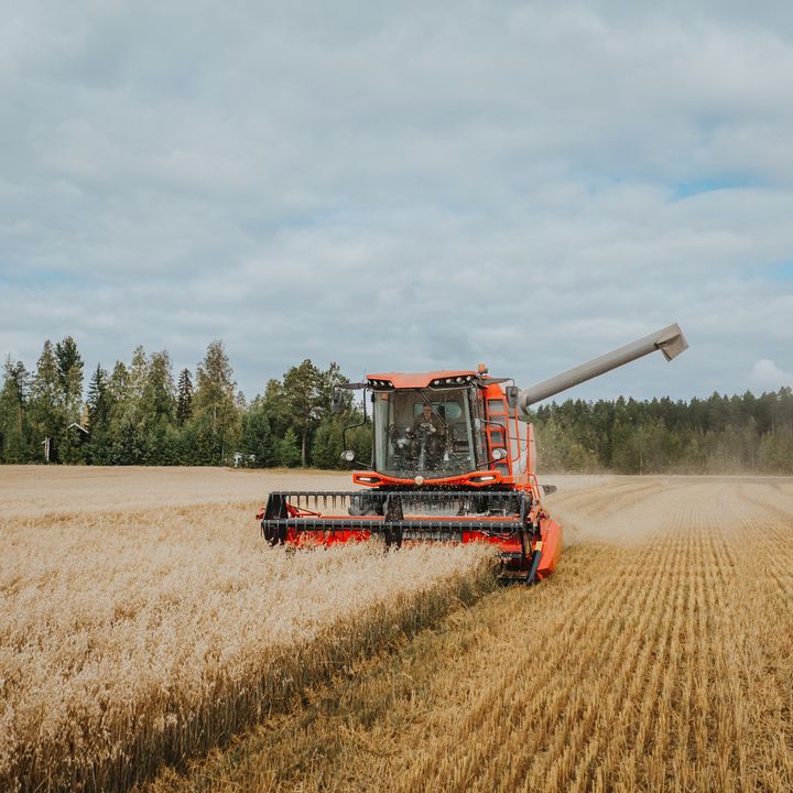 Puinti. MTK materiaalipankki. Kaikki oikeudet kuvan käyttöön.
