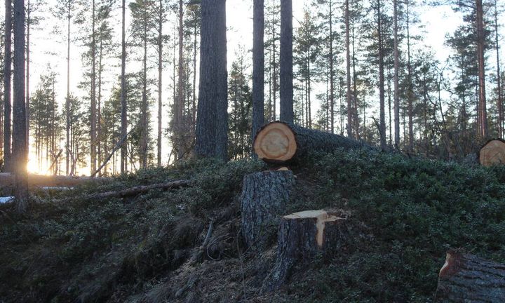 Metsätyöt
