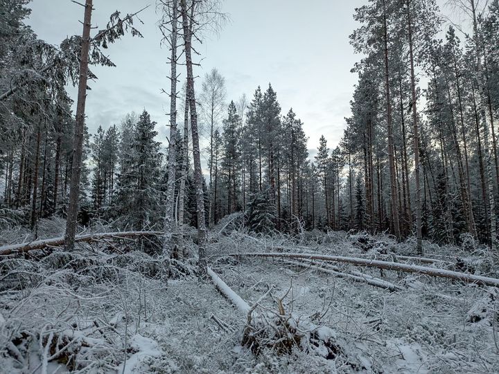 Hannes-myrskyn aiheuttamia tuhoja.
