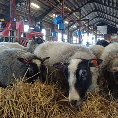 Herrakunnan Lammas Oy Perttelissä (Salo).