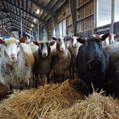 Herrakunnan Lammas Oy Perttelissä (Salo).