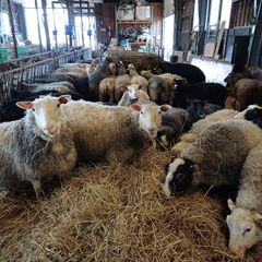 Herrakunnan Lammas Oy Perttelissä (Salo). Kuvaaja Sari Jaakola