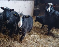 Herrakunnan Lammas Oy Perttelissä (Salo). Kuvaaja Sari Jaakola