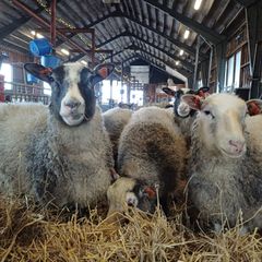 Herrakunnan Lammas Oy Perttelissä (Salo).