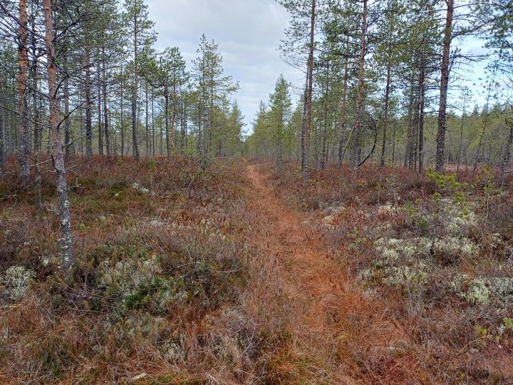 Kuikkasuo ennen ennallistamistoimenpiteitä. Alueella on sinne ojituksen jälkeen aikaansaatu puusto, joka kuivattaa haihdutusvaikutuksen myötä suota.