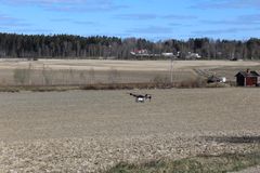 Drone lentää pellolla