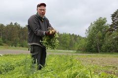 Mika Törnen perunat, Rymättylä 2026.