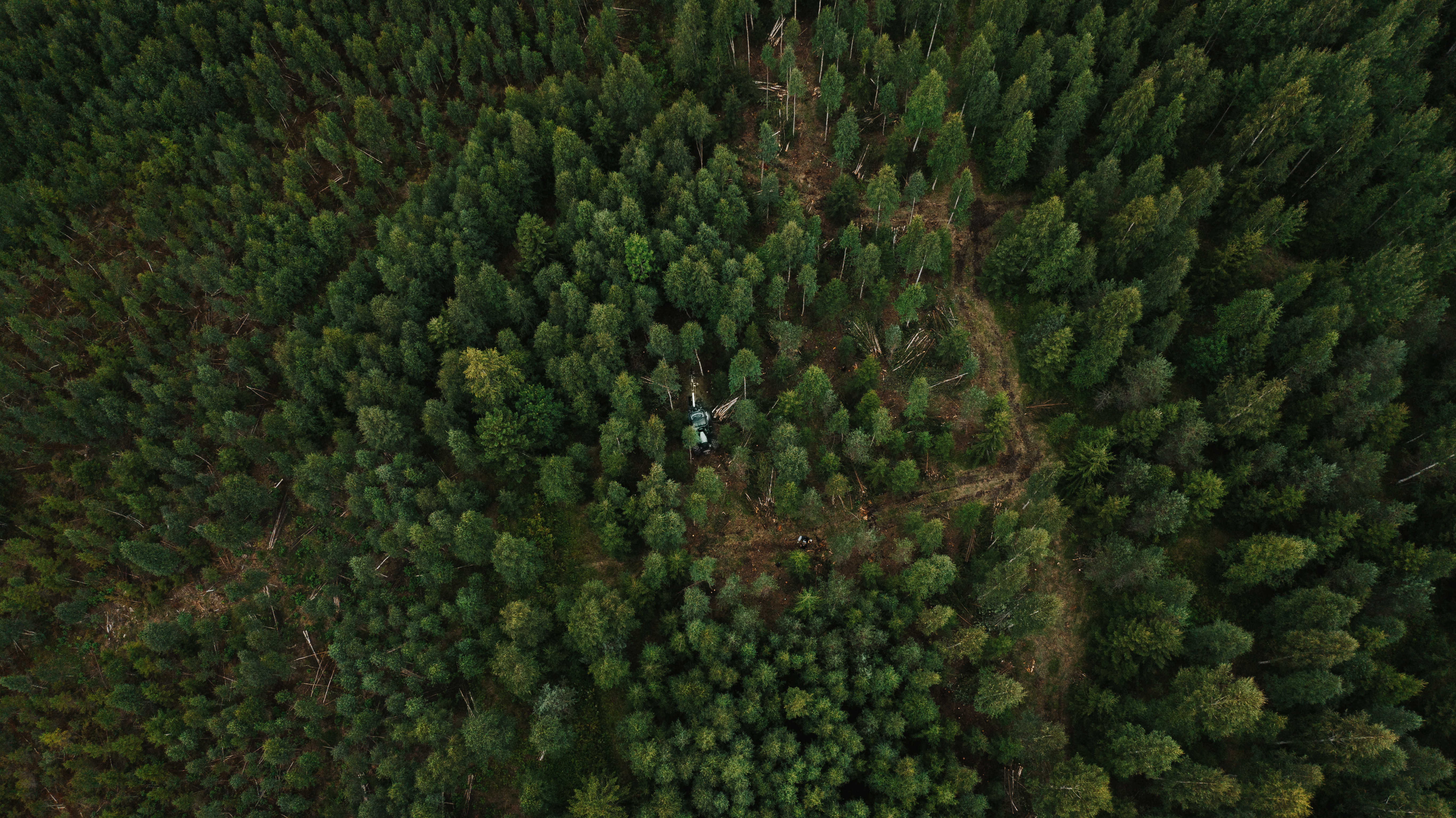 Euroopan metsätilastot koottiin uuteen verkkopalveluun