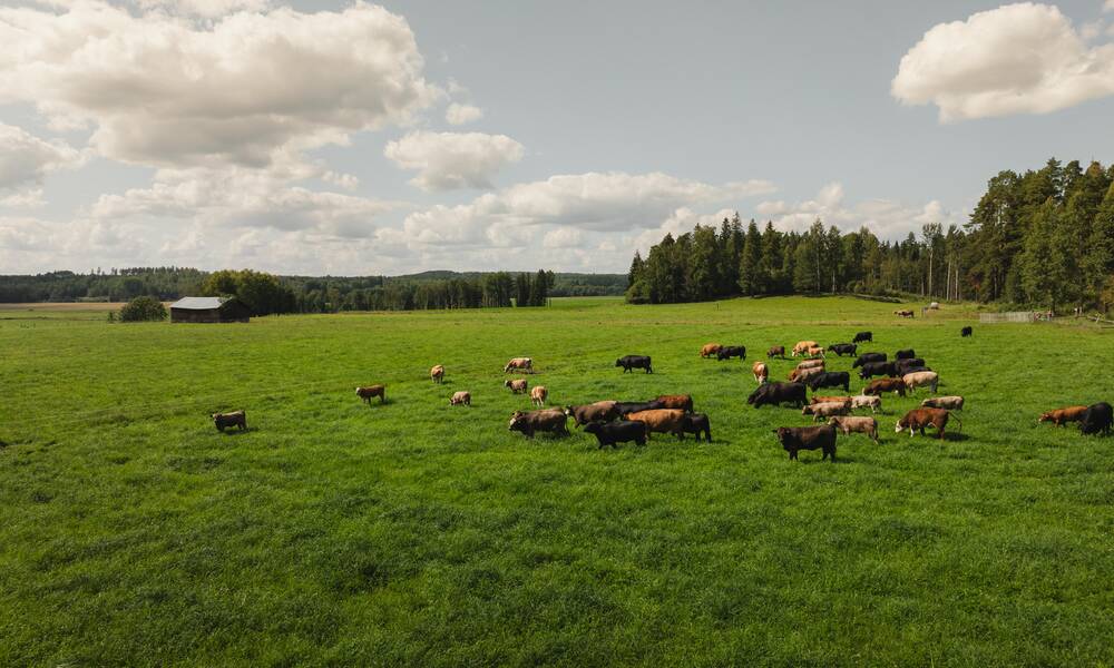 EU-komissio julkaisi linjaukset kotieläintuotannon ja ruokaturvan vahvistamiseksi