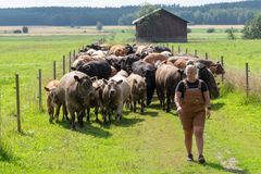 Hirvilammen luomu