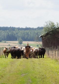 Hirvilammen luomu