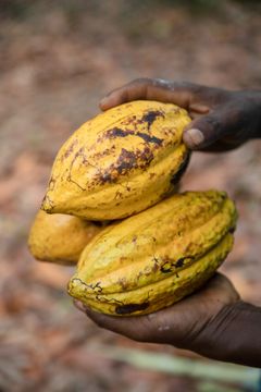 Kuvassa kaakaohedelmiä ghanalaisen kaakaonviljelijän käsissä.