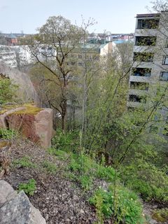 Puita kaupunkimaisemassa.