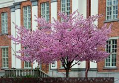 Kukkiva kirsikkapuu.