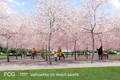 Taimonrannan alueen idealuonnos, jossa paljon kirsikkapuita, taustalla meri.