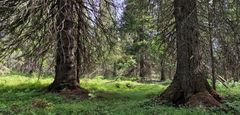Metsämaisema.