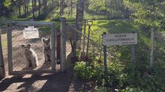 Naantalin keskustan koirapuisto.