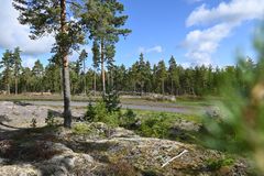 Katualue ja metsää kaavoitetulla asuinalueella.