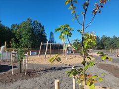 Vasta istutettu omenapuu, taustalla Velkuan koulun leikkipiha.