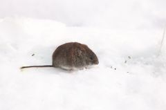 Metsämyyrä lumella.