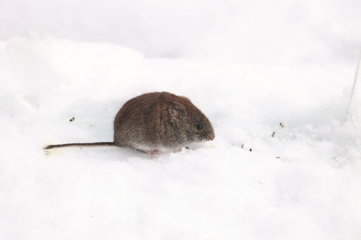 Metsämyyrä lumella.