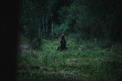 Alutagasen kansallispuistossa on mahdollisuus patikoinnin ja luonnosta nauttimisen ohella myös tarkkailla karhuja opastetulla retkellä.
