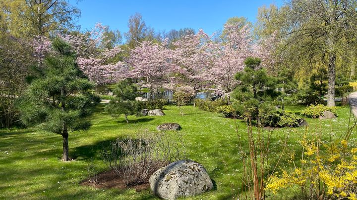 Tallinnan Kadriorgin japanilainen puutarha on upea ilmestys pukeutuessaan vaaleanpunaiseen kirsikankukkahuntuun. Kuva: Samuel Sorainen, Visit Estonia