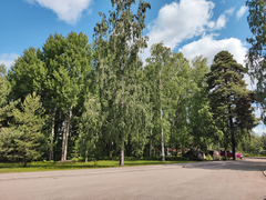 Kadun varrella metsikössä kasvaa suuria koivuja, mäntyjä ja muita lehtipuita.