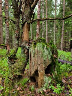 Sammaloitunutta lahopuuta metsässä.