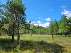 Avointa suota, jossa muutamia pieniä mäntyjä.