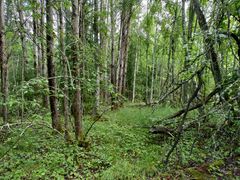 Raitaa, koivua ja haapaa kasvava rehevä metsä.