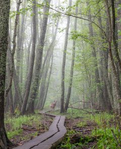 Valkohäntäkauris seisoo sumuisessa metsässä pitkospuiden vieressä.