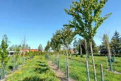 Trädplantor som växer i rad på en åker.