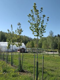 Taimia, jotka kasvavat riveissä pellolla.