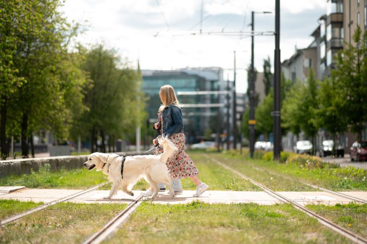Nainen ja koira kävelevät raitiovaunukiskojen yli.