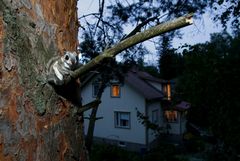 Liito-orava istuu puussa, taustalla talo.
