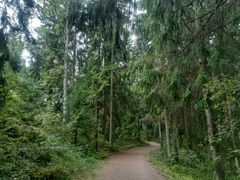 Ulkoilureitti, jonka molemmin puolin on monimuotoista metsää.