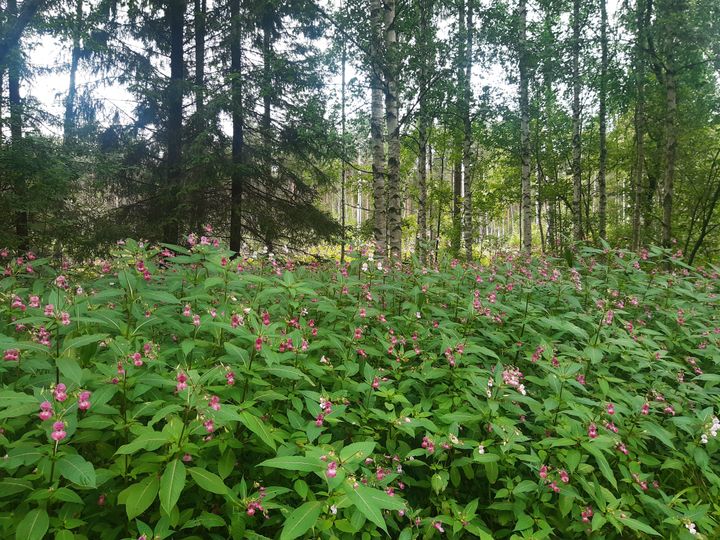 Vaaleanpunaisia jättipalsamin kukintoja. Takana metsää.