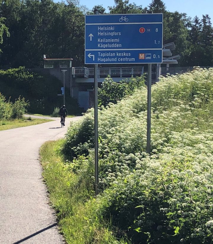 A cyclist is driving on a cycle path. Trees and white summer flowers grow on the roadside. The new navigation board helps in finding the right route.